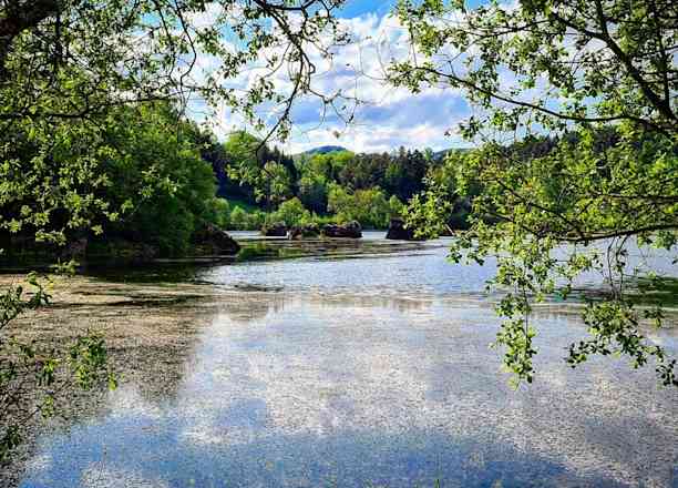 Photographie de bergougnoux sur la randonnée "Lac de la Cassière"