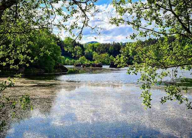 Photographie de bergougnoux dans le parc "Lac de la Cassière"