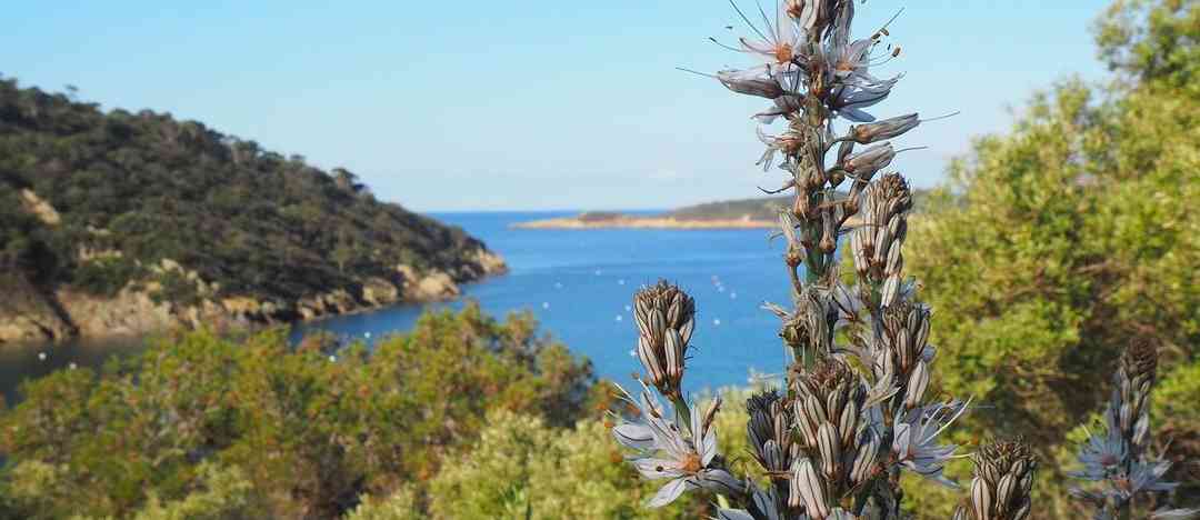 Photographie de maryzooo sur la randonnée "Circuit des Crêtes de Port-Cros"