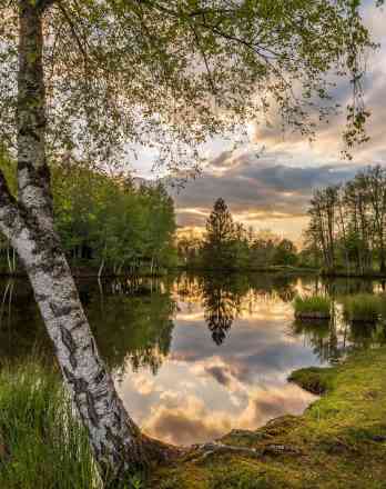 Photographie de patrice.galmiche dans le parc "Les 1000 étangs depuis le Plateau des Grilloux - Vosges"