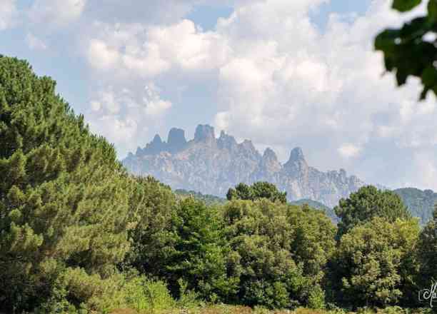 Photographie de marinerobinphotographie dans le parc "Mare a Mare Sud - Alta Rocca"