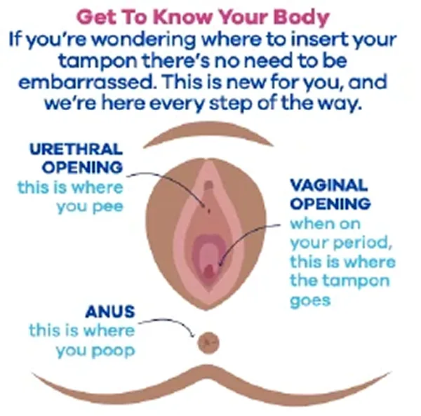 Tampax anatomy diagram showing where a tampon goes - the vaginal opening compared to the urethral opening and anus - to help beginners insert a tampon correctly