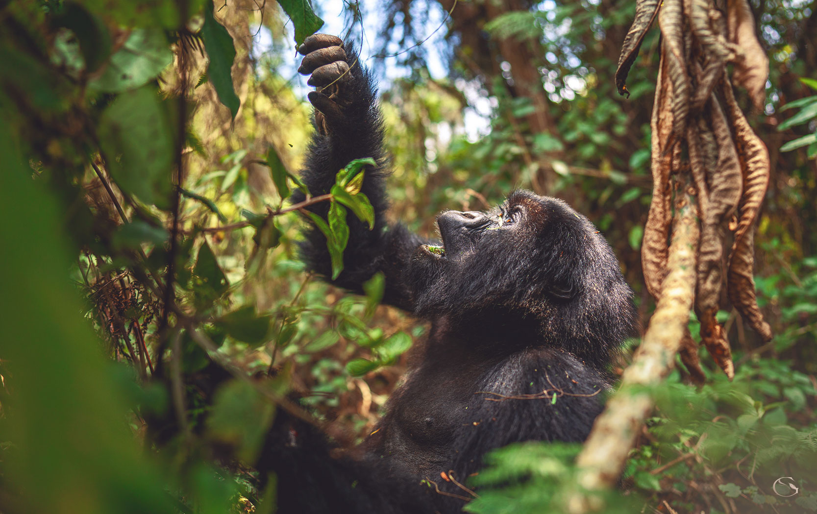 Gorilla safari at Wilderness Bisate Reserve LuxurySafariLodges.com
