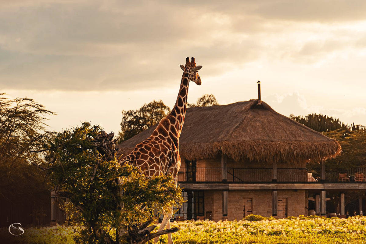 Guided Safaris® Segera Retreat, Kenya