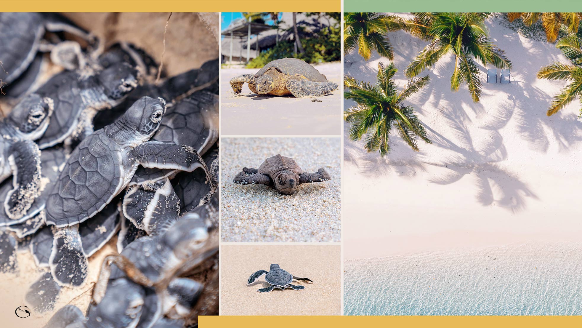 Diving in Africa • African Sea Turtles - Guided Safaris®  LuxurySafariCamps.com
