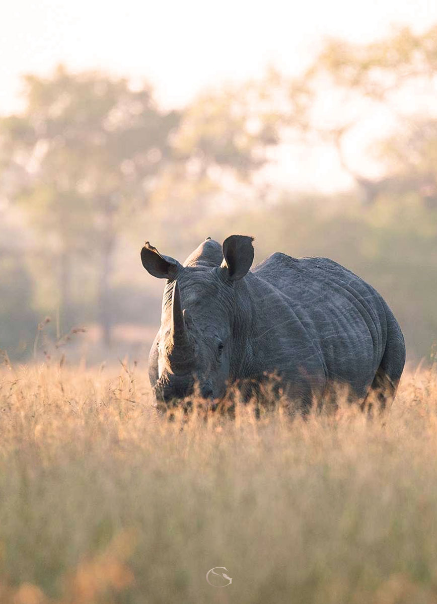 Royal Safari South Africa - Guided Safaris®  LuxurySafariCamps.com
