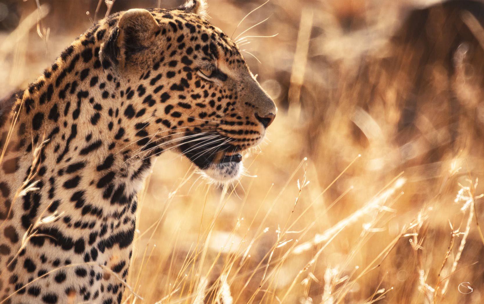 Segera Retreat Guided Safaris® LuxurySafariCamps.com 