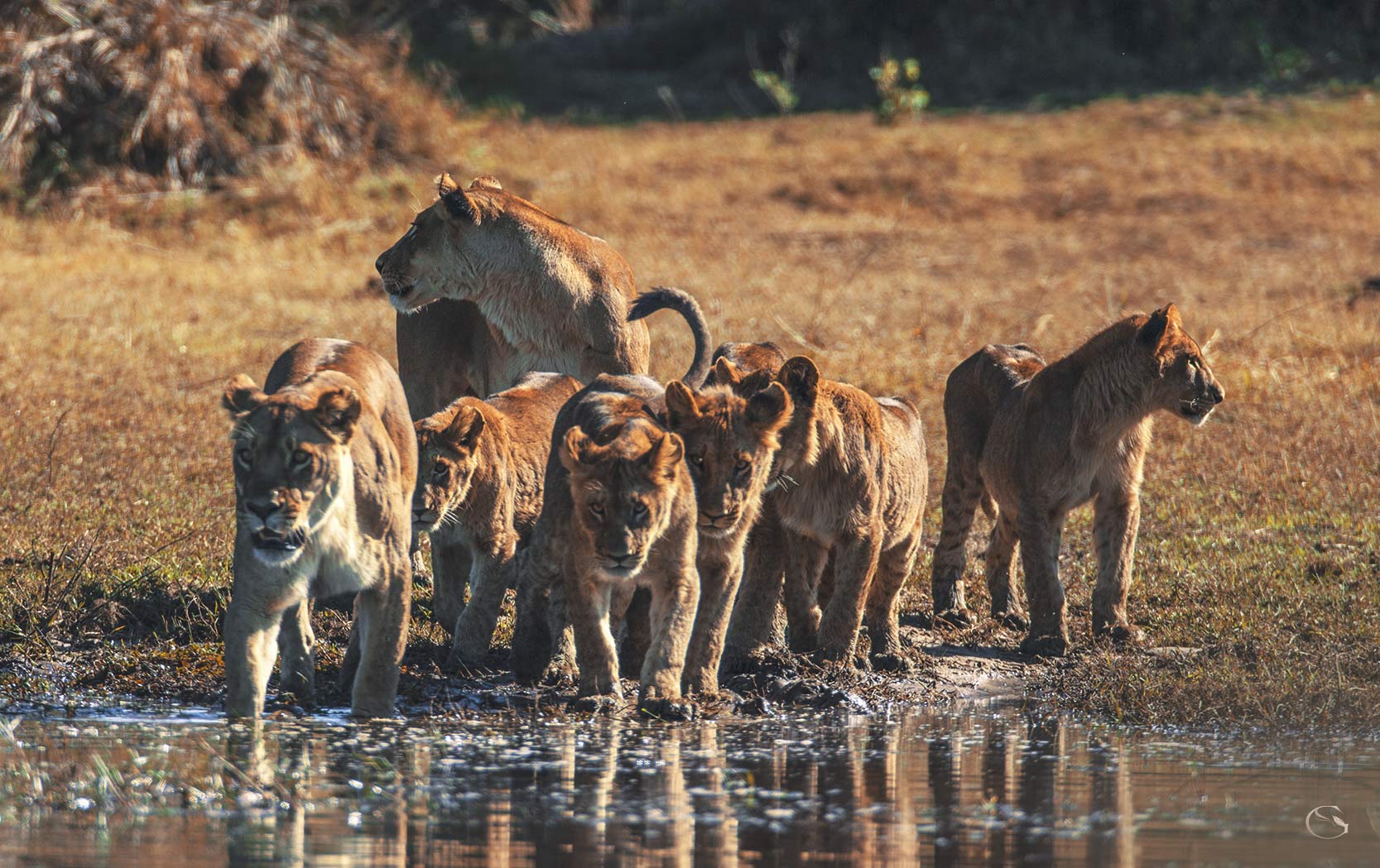 Duba Plains Camp LuxurySafariCamps.com
