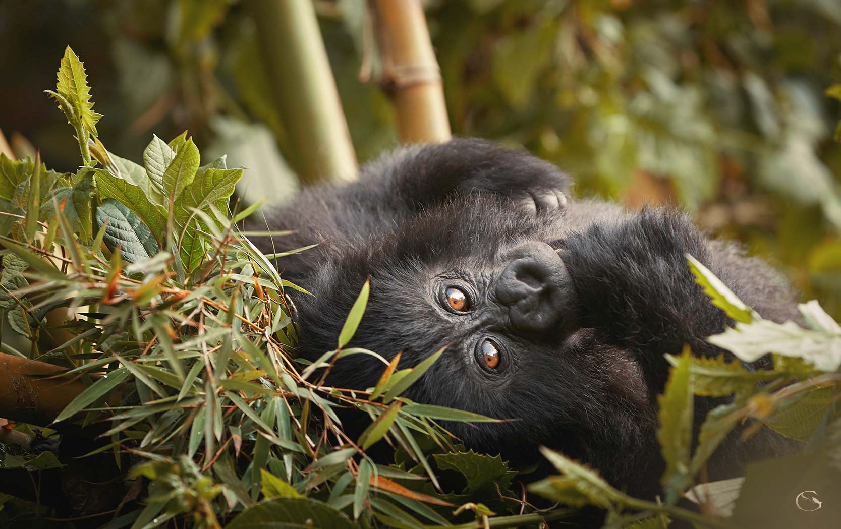 One & Only Gorilla’s Nest Rwanda LuxurySafariLodges.com
