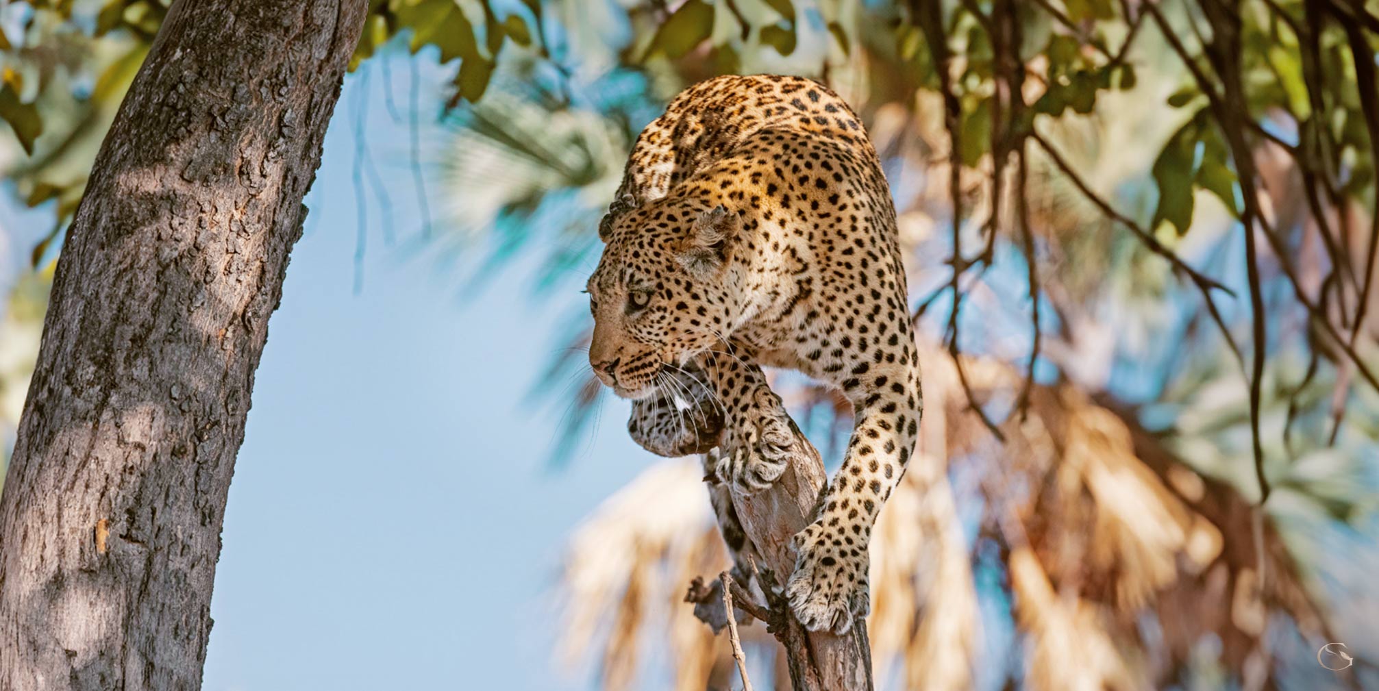 Private Jet Safari - Guided Safaris®  LuxurySafariCamps.com