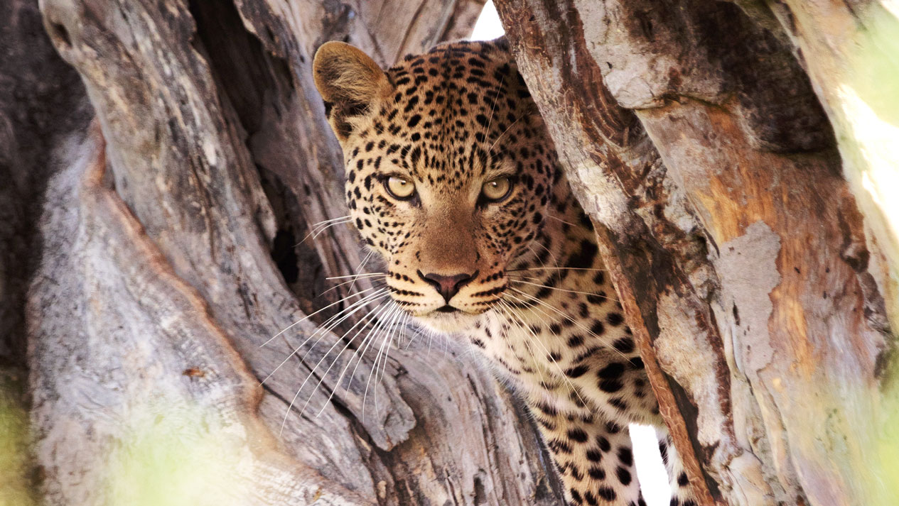 Excellent Leopard viewing with Guided Safaris