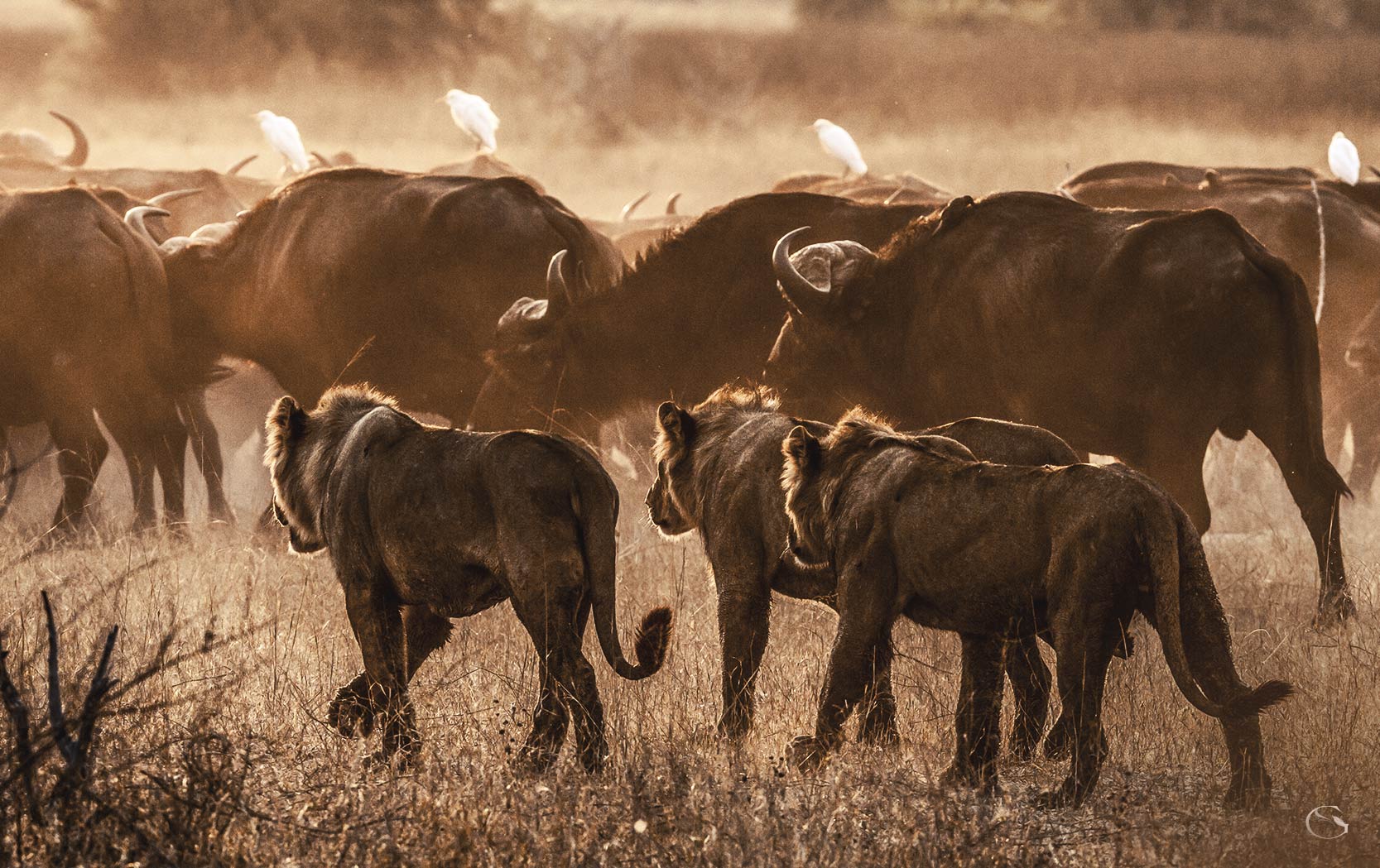 Big Cat Safari in Private Botswana - Guided Safaris®  LuxurySafariCamps.com
