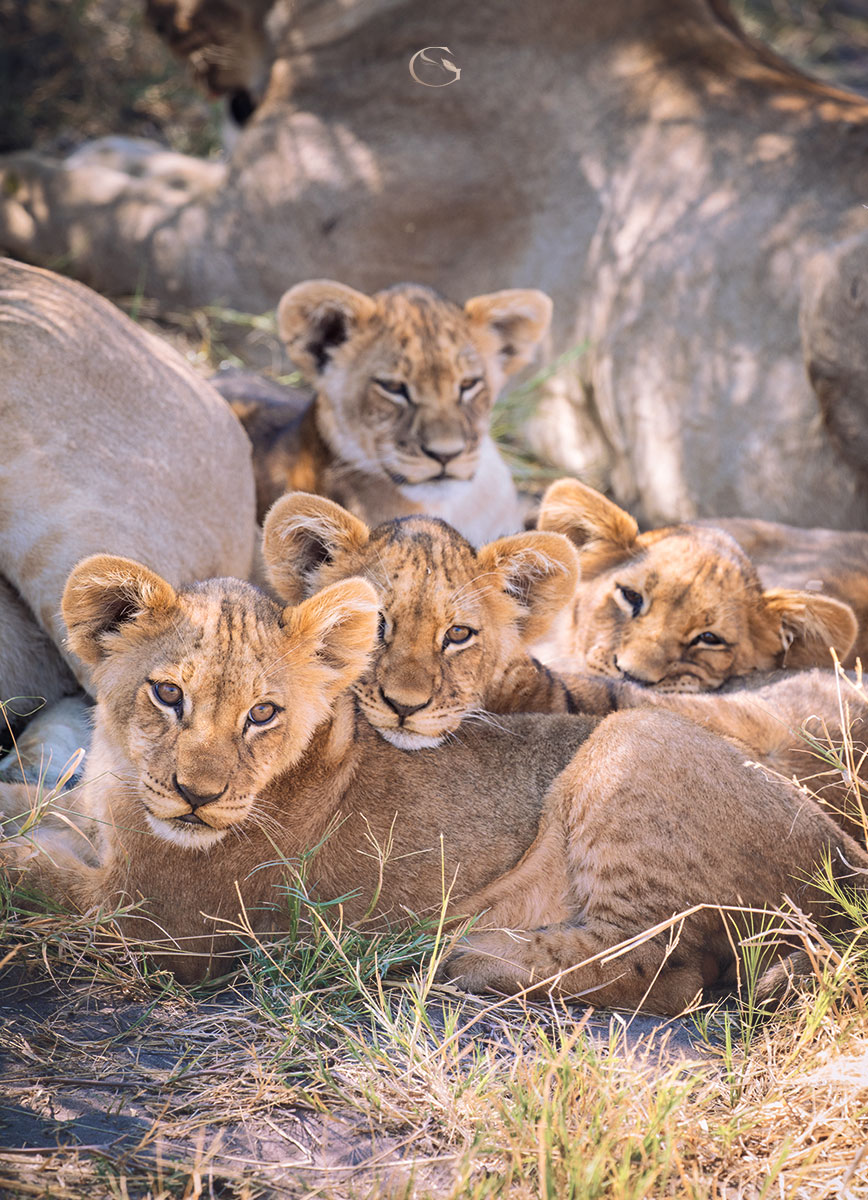 Private Jet Safari - Guided Safaris®  LuxurySafariCamps.com
