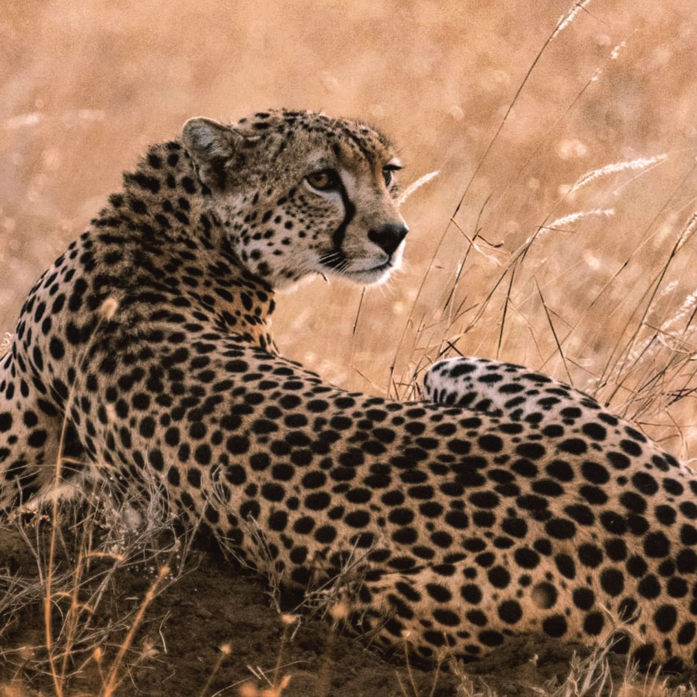 Private Jet Safari Guided Safaris® LuxurySafariCamps.com