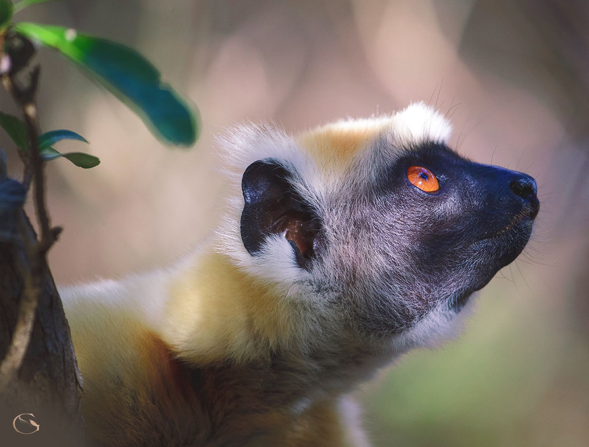 Miavana Island Madagascar LuxurySafariLodges.com