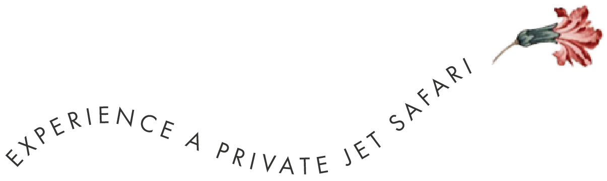 Experience a Private Jet Safari