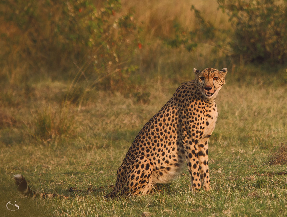 Private Migration Safari - Guided Safaris®  LuxurySafariCamps.com
