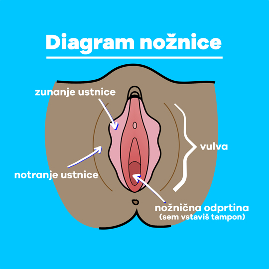 Part-1 Diagram Vagina Slovenian