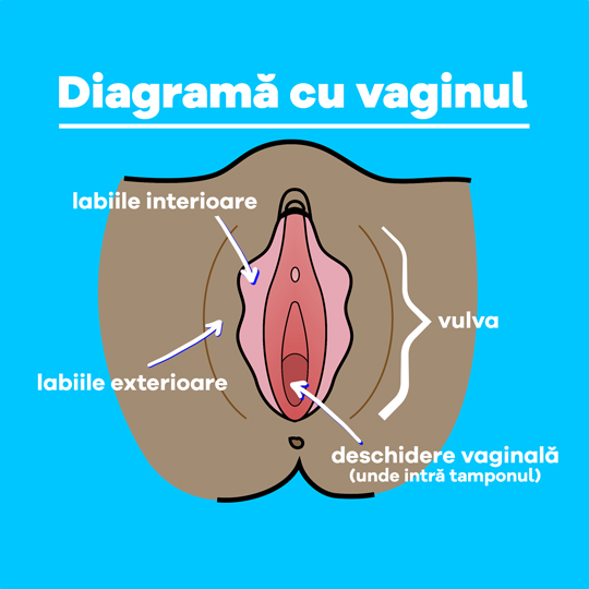 Part-1 Diagram Vagina Romanian