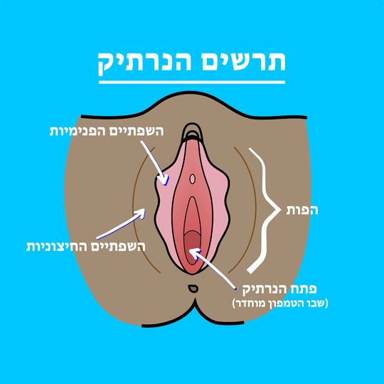 Part-1 Diagram Vagina Hebrew