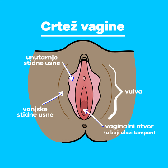 Part-1 Diagram Vagina Croatian