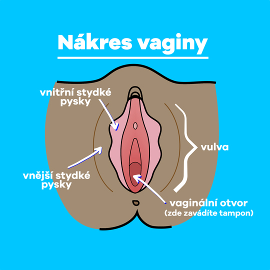 Part-1 Diagram Vagina Czech