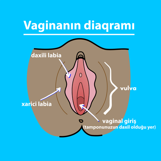 Part-1 Diagram Vagina Azeri