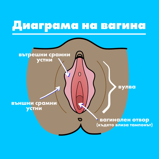 Part 1 Diagram Vagina Bulgarian