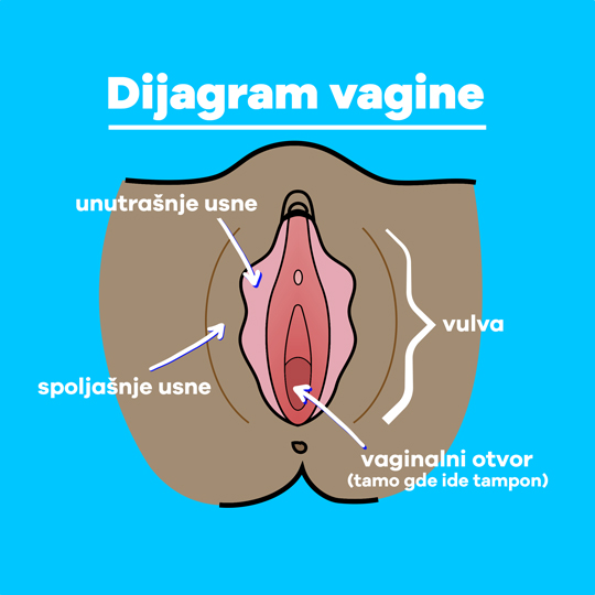 Part-1 Diagram Vagina Serbian