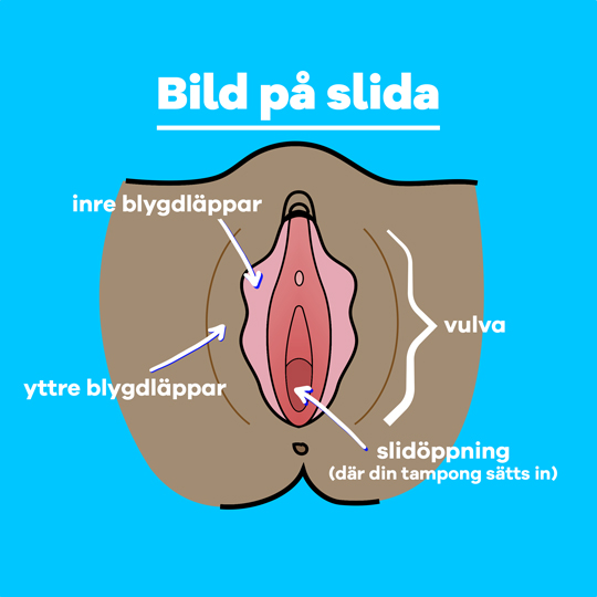 Part-1 Diagram Vagina Swedish