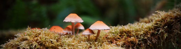 Mushroom Packaging