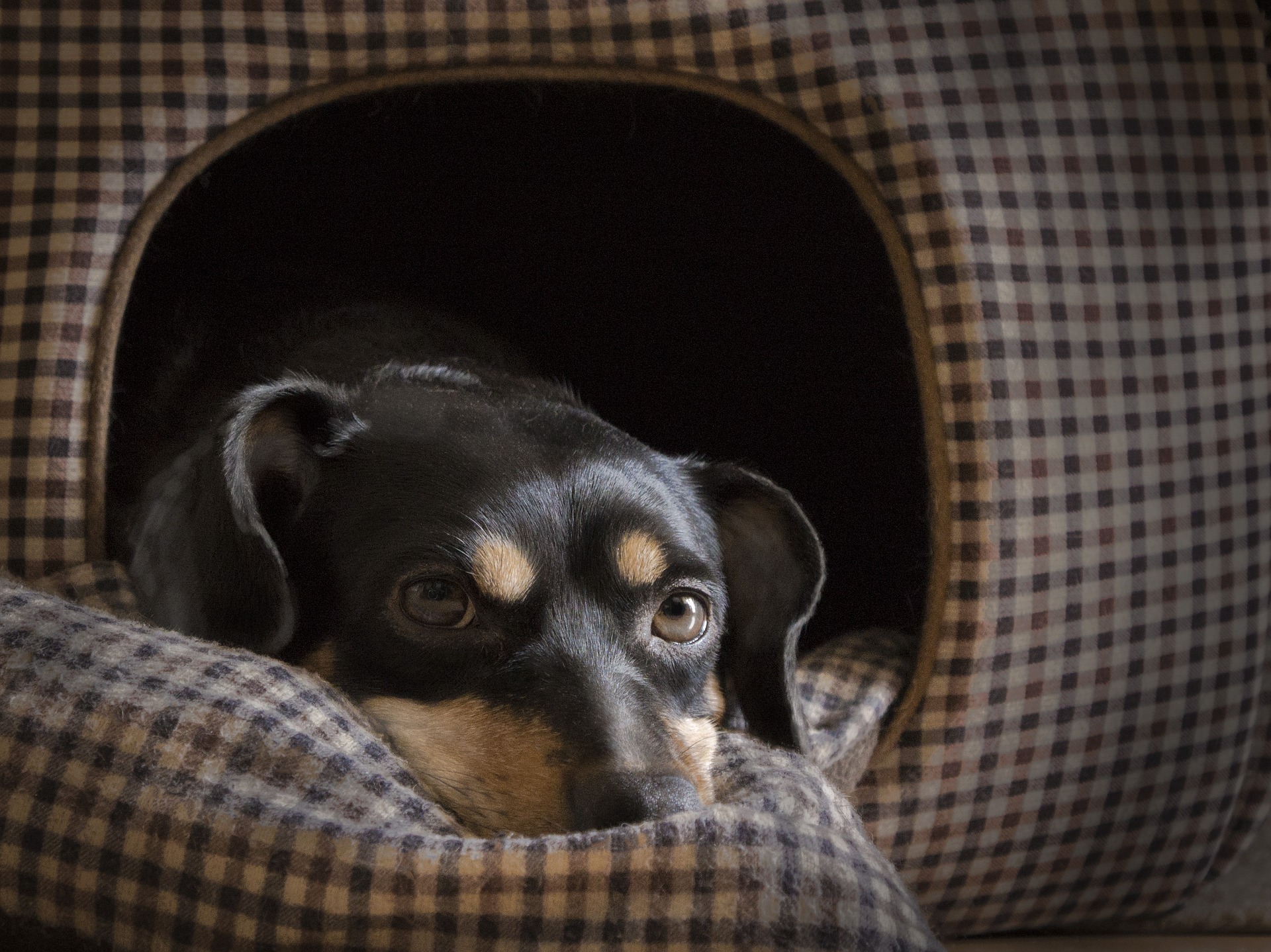 Une niche pour le chien
