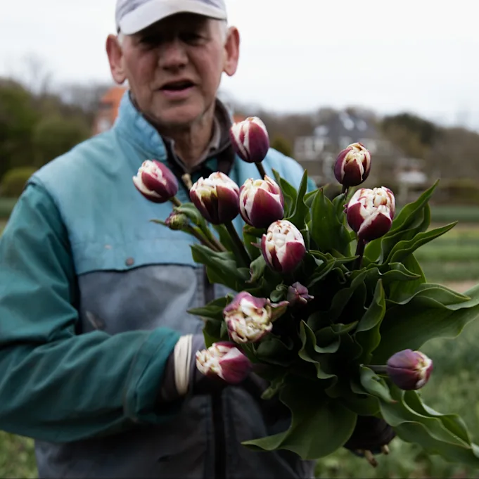 tulpen,dobbe,23 (34)