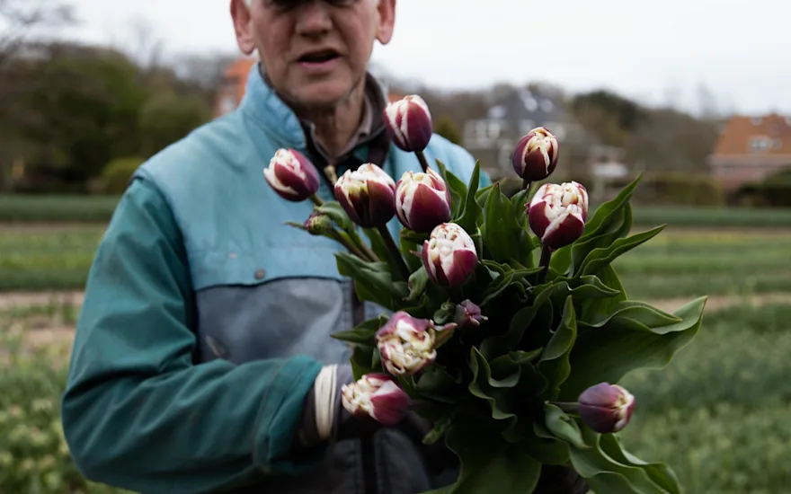 tulpen,dobbe,23 (34)