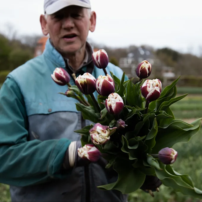 tulpen,dobbe,23 (34)