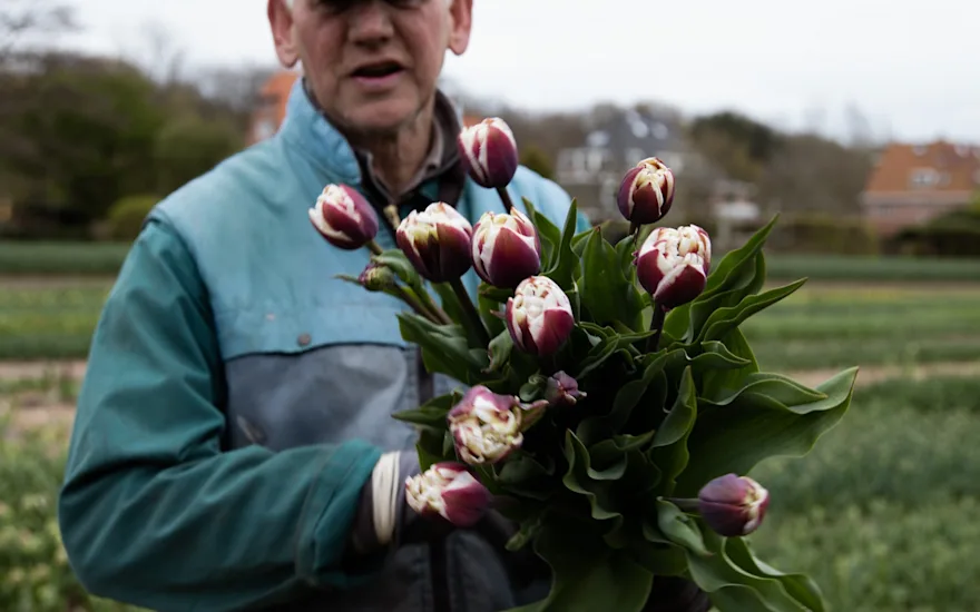 tulpen,dobbe,23 (34)