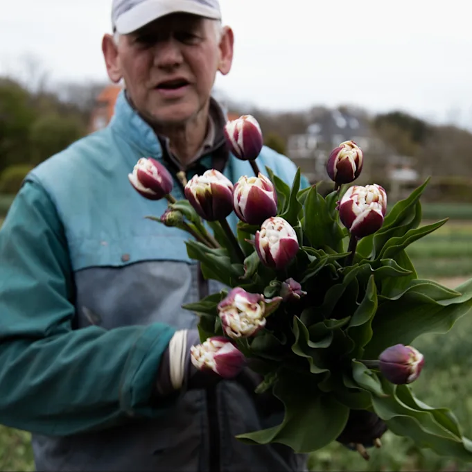 tulpen,dobbe,23 (34)