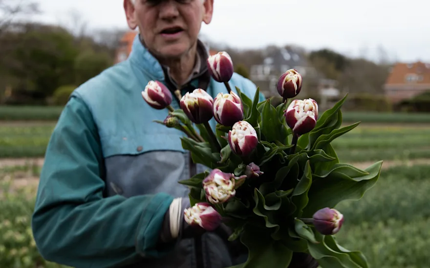tulpen,dobbe,23 (34)