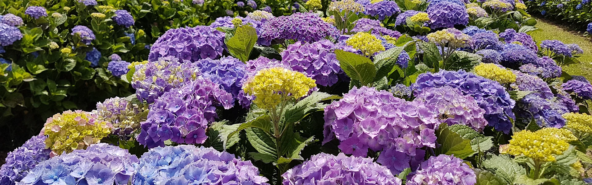 a sea of hydrangeas