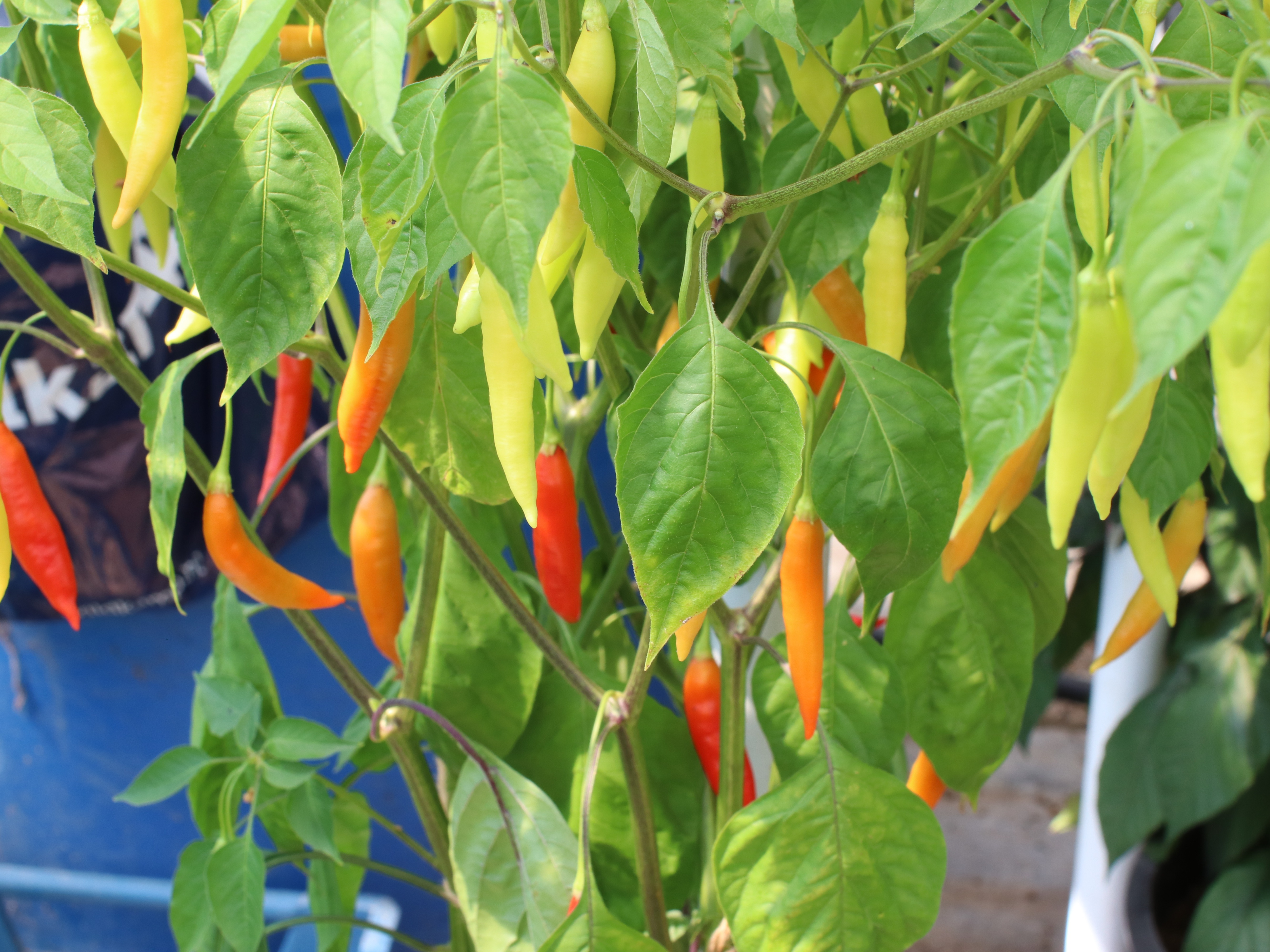 peppertakken, oranje, 21 (1)