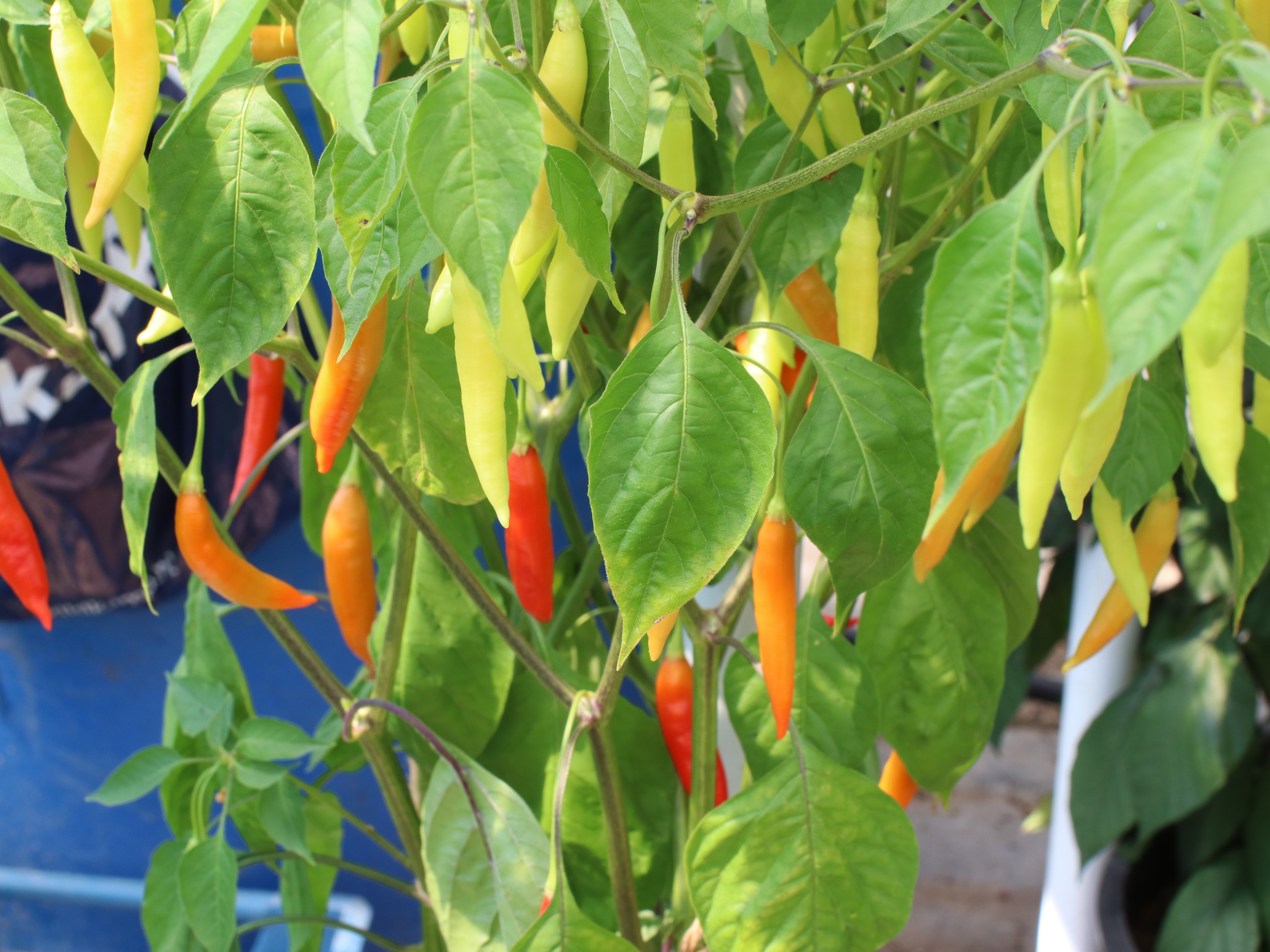 peppertakken, oranje, 21 (1)