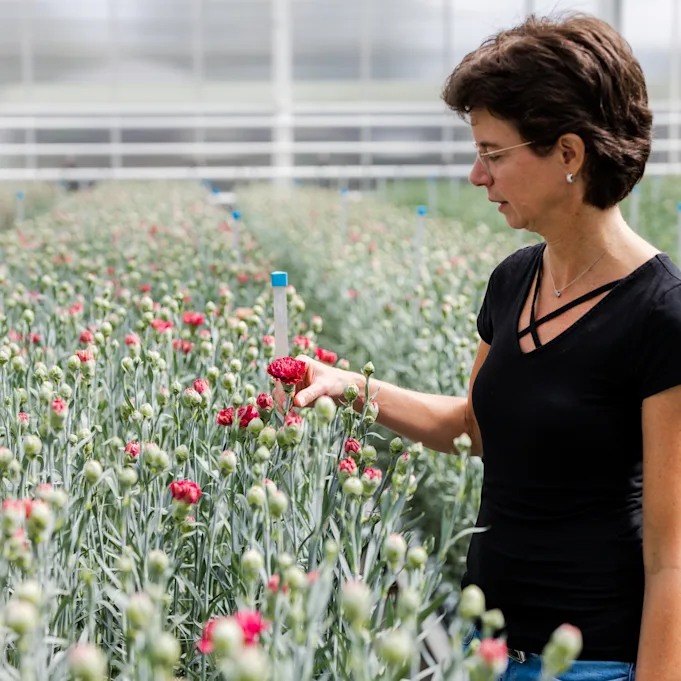 carnations,nursery,21 (5)