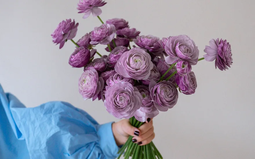 ranonkel, mix, 24 (14)