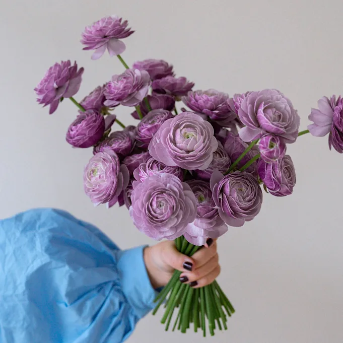 ranonkel, mix, 24 (14)