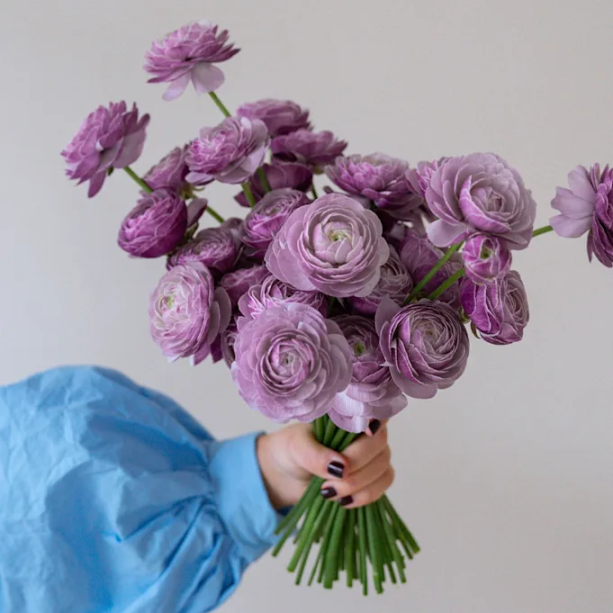 ranonkel, mix, 24 (14)