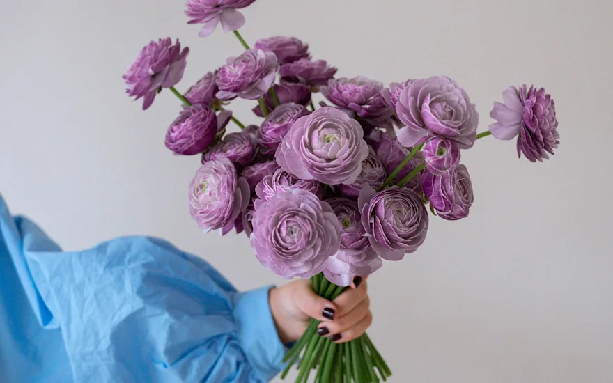 ranonkel, mix, 24 (14)