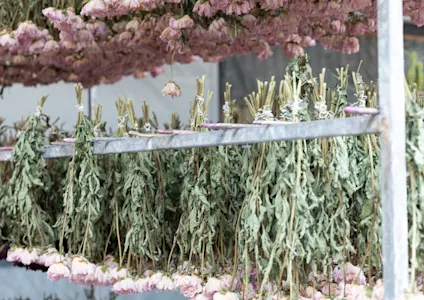 trockenblumen,rosa,21 (2)