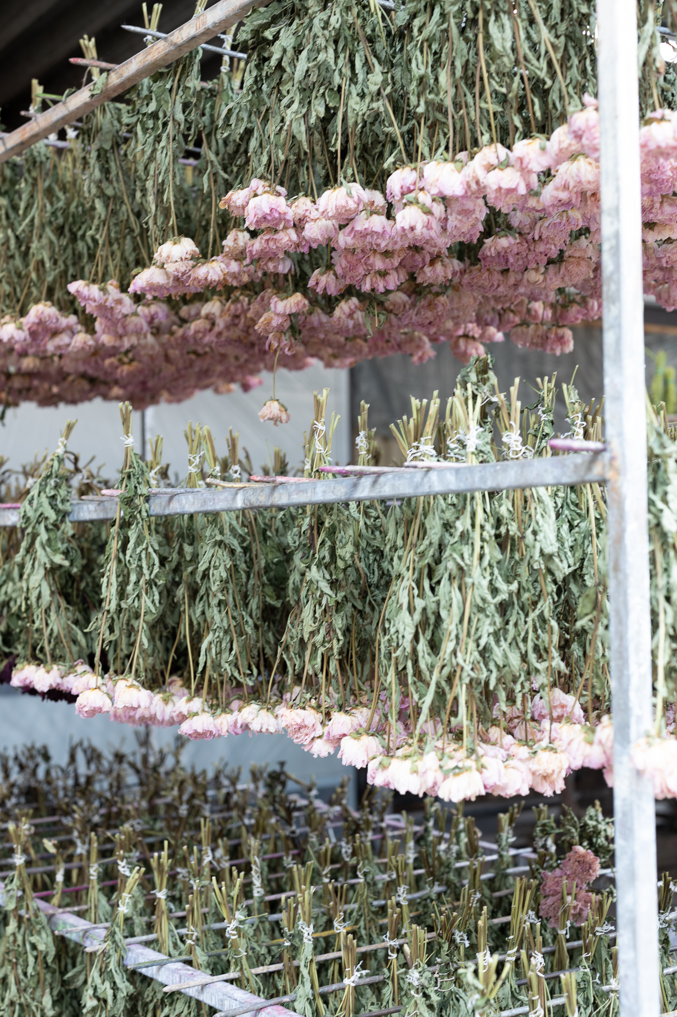 driedflowers,pink,21 (2)