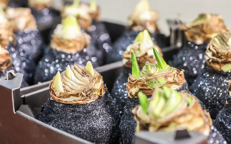 wax,amaryllis,zwart,wiljo,2025