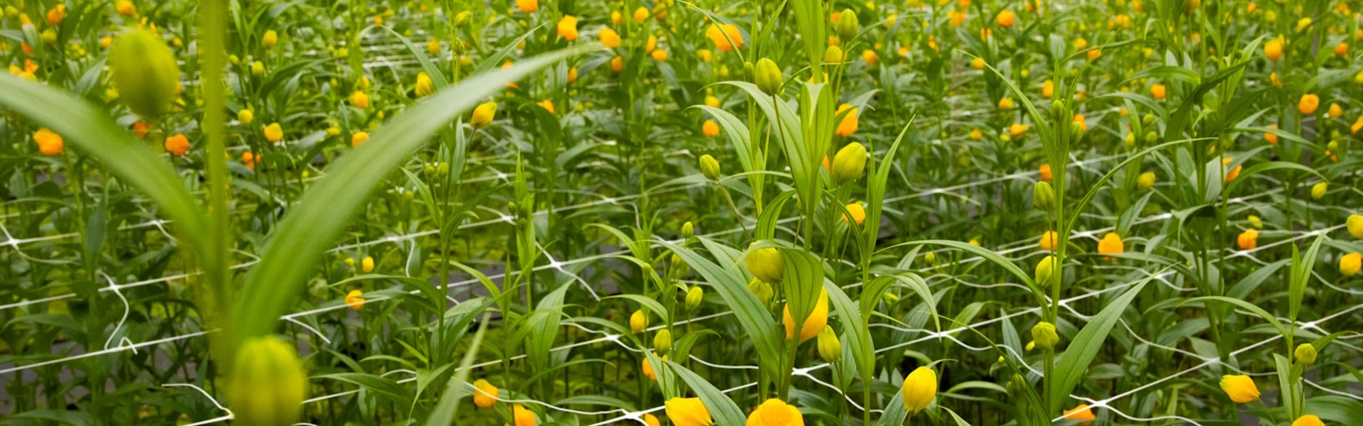die königliche blume